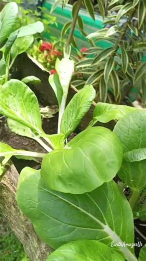 Petchay veges #13th #planting