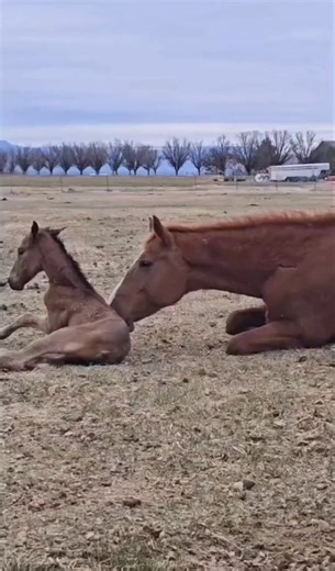 First steps of Horse Baby 🐴♥️