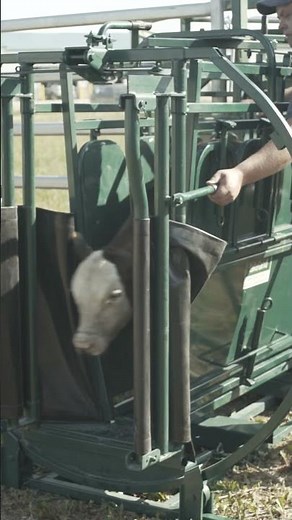 Lakeland Calf Tipping Table