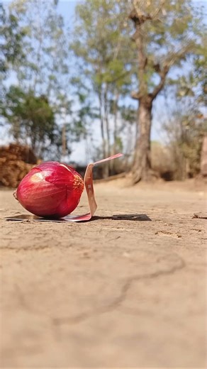 Dunia Ka Sabse Bada Pyaj 🧅😱 #shorts #sandipb2k