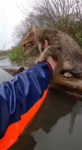 What Happens When This Kitten Finally Trusts?