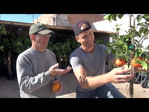 Planting a Murcott Tangerine Tree at Home! DELICIOUS Citrus Tree!