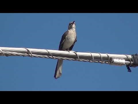 Northern Mockingbird Sounds, Mesa Arizona