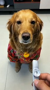 161K views · 1.1K reactions | Golden Retriever Funny Moments. . . . Golden Retrievers are the best at turning everyday moments into pure comedy gold! ✨ From chasing their tails to those hilarious zoomies around the house, this floof never fails to make us laugh. Who else has a Golden that thinks they're the king of the couch?  Share your funniest Golden moments in the comments! #GoldenRetrieverLife #FunnyDogMoments #GoldieComedy | Dog Life | Facebook