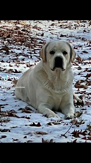 8.6K views · 1.5K reactions | Prince 鉶 Charmin 炙 | Fairfax Pines Labrador Retrievers | Facebook