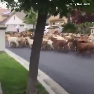 GOATS ON THE LOOSE: Goats got loose and ran around a San Jose, California neighborhood on Tuesday. A homeowner's association brought in the animals to eat dead grass on the hillside, but the goats got through a fence, took over the streets, and munched on flowers. | CBS Newspath