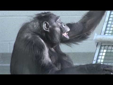 A day in the life of Matata, Great Ape Trust bonobo matriarch