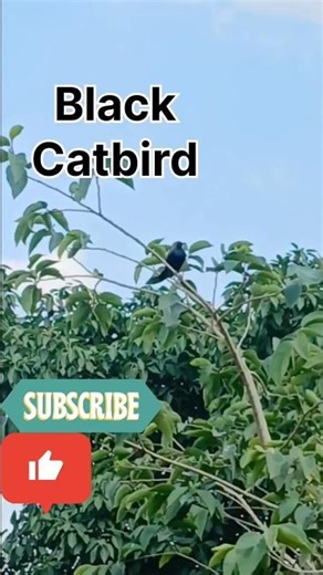 The Black Catbird a small glossy black songbird in the mimid family