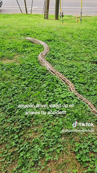 Amazon Driver Gets Surprised by Snakes