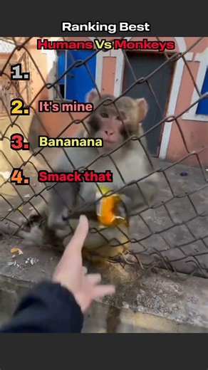 Ranking The Best Human vs Monkey Moments
