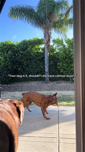 Honestly I doubt she’ll ever slow down #highenergydog #labsoftiktok #labrador #chocolatelab #dogmom