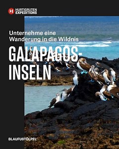 Zu den größten Vorzügen der Galapagos-Inseln zählt die endlose Vielfalt an endemischen Tierarten, die auf den Inseln leben. Die „Big 15“ unter den Tieren umfassen die bekanntesten Arten des gesamten Archipels. Während Ihrer Reise zu den Galapagos-Inseln werden Sie wahrscheinlich vielen dieser Tiere begegnen! | HX Expeditions