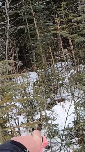 Hunting Giant Rabbits with a Slingshot.