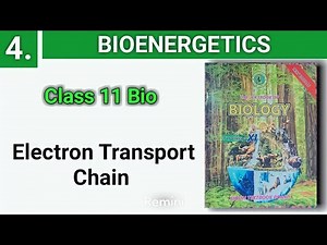 Electron Transport Chain || light Reaction | Bioenergetics | class 11 bio