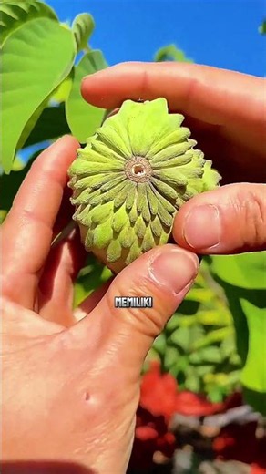 Productive fruit plants perfect for your yard #shorts