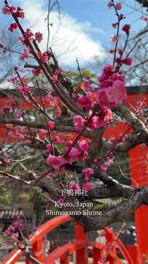幸せを呼ぶ風。下鴨神社の境内に流れる春の香り