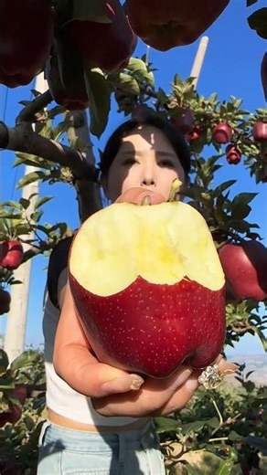 🍎🍏 #apples #fruit #applepicking#food #fruits #foodie#dessert#delicious #yummy #nature#love 🍏🍎