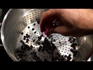 How to harvest and make pokeberry juice.