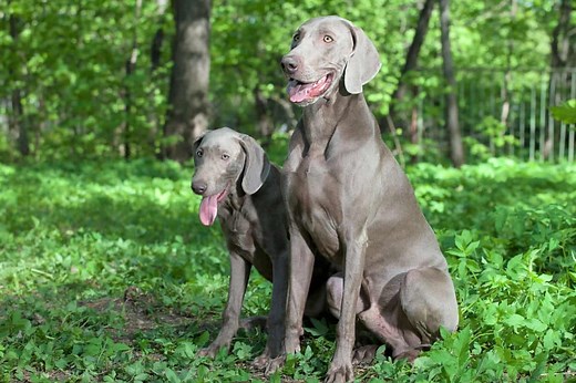 Male vs. Female Weimaraner: Which One Is Right for You?