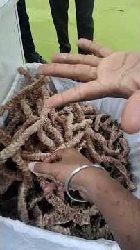 तेल निकालने वली machine.