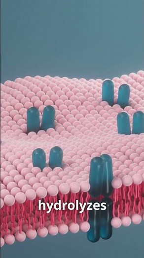 Imiglucerase - The Key to Gaucher Disease Research