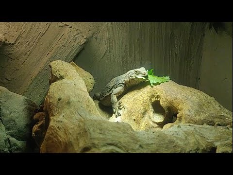 How to setup a vivarium for the Common Chuckwalla (Sauromalus Ater)