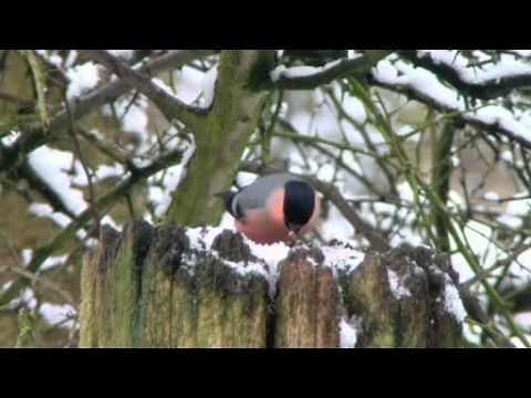 Bullfinch Singing