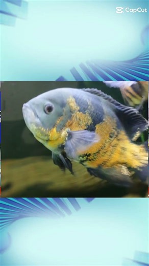 Ele é lindo ou não é? 😍 #memes #fy #fyppppppppppppppppppppppp #aquario #peixeoscar #aquarismo