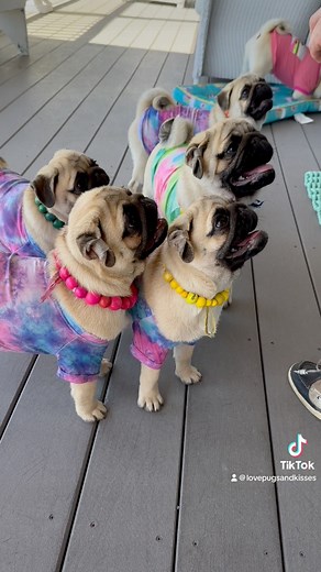 What do you get when you mix 13 pugs with great friends.? Lots and lots of smiles. 🐶😁❤️Thank you @pamwanthony for hosting a wonderful afternoon. Great to see you Dani Schafer from @wyomingpugrescue, Heidi Sines, Amy Parker and your beautiful pugs. ♥️♥️♥️ Hope to see you all again next year!!! Pugs and Kisses | Pugs and Kisses