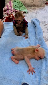 495K views · 4.3K reactions | A little boy monkey waits so nicely and sleepy  #PetRehoming #monkey #petsearch #animals #petfriendly #fallinlove | Monkey Icy | Facebook