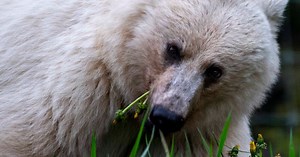 Parks Canada officials remind visitors of bear safety after death of popular white grizzly