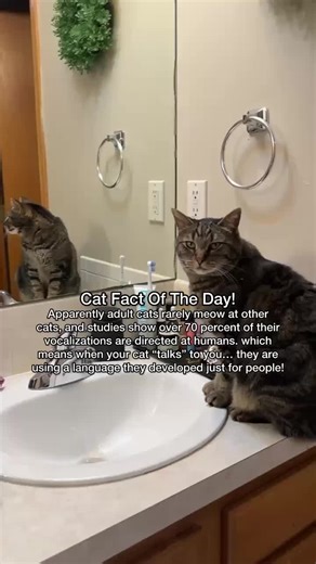 Understanding Your Cat's Communication Style