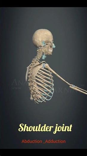 shoulder joint || Abduction _ Adduction. #science #biology #anatomy