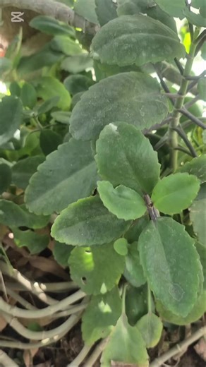 Miracle Leaf Benefits: Exploring Bryophyllum Pinnatum
