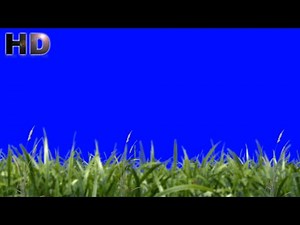 Waving Grass Blue Screen. No copyright claim video