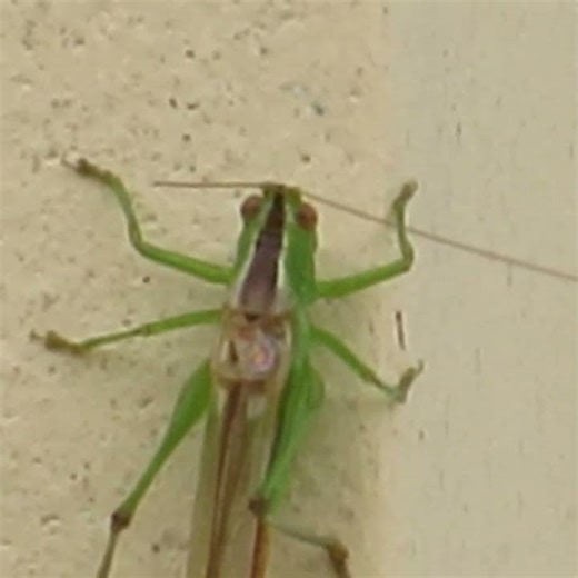 How Grasshoppers Make Noise #grasshopper #chirping #insects