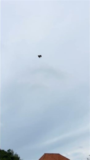 Watch This Eagle Fly Back to Me on Command #explore #wildlife #eagle