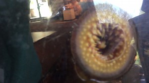 This is a sea lamprey…an invasive species in Michigan’s waters. A single sea lamprey can destroy upwards of 40 lbs. of native fish. The Michigan DNR continues to work towards controlling the impact sea lamprey have on our native fish populations. As part of the continuing effort, we’ll be testing a new pheromone in the Manistee and Betsie rivers at Tippy Dam and Homestead Dam. We ask that visitors to the area avoid contact with the traps or lamprey cages. These tests are crucial to finding new a