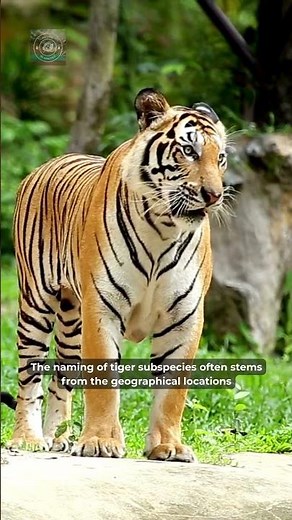 Why is the Indian tiger called the Bengal tiger?
