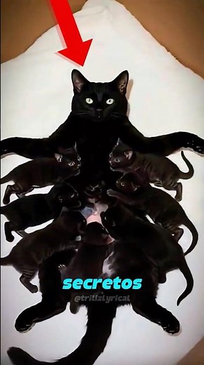 5 secrets your cat doesn't want you to know🤫