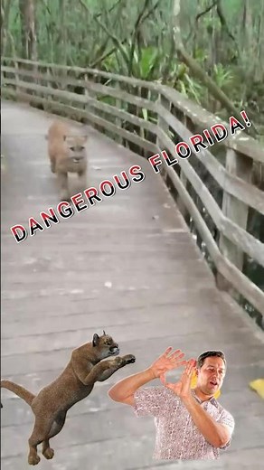 Florida’s Secret Dangers: Puma Stares Down Human!