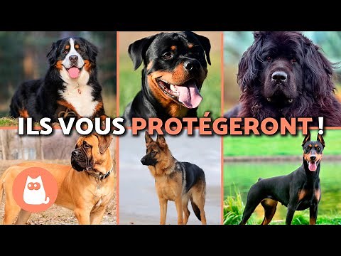 Top 10 Guard Dogs that Protect Children and Homes 🐶⚠️🏡 (Guard Dog Breeds)