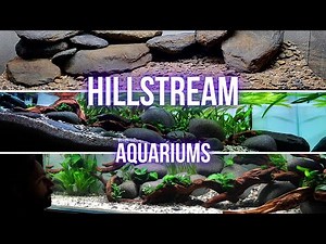 My TOP 3 HILLSTREAM AQUARIUM builds | RIVER AQUARIUM Step by step AQUASCAPING TUTORIAL