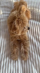 #puppy #pomapoo #cute