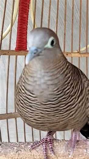 Local Turtle Doves with Big Voices, the Most Powerful Bait, Only a Matter of Seconds, Singing