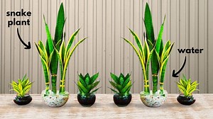 How to Grow Snake Plants in Water