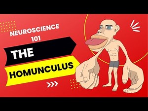 The Basics of Neuroscience: The Homunculus Human