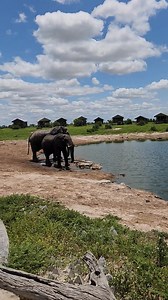 19K views · 762 reactions | What a transformation after one of the hottest and dryest years in a long time Feeling blessed happy Ellies ❤️❤️ Let it rain let it rain Pula﫶﫶 | Elephant Sands | Facebook