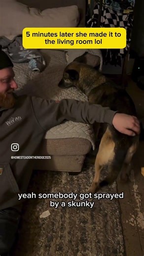 rescued dog gets a family🐶 #shorts