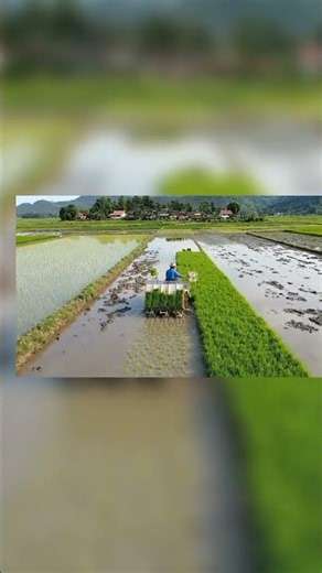 Modern Rice Farming in Action 🌾 | From Seedlings to Harvest